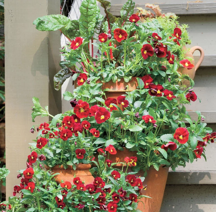 veľké kvetináče vysádzajú mangold červený