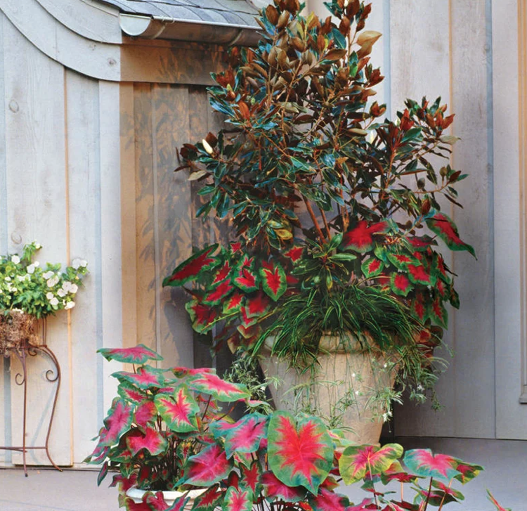 Zelená lilie trpaslík Magnolia Caladia Shade Terrace