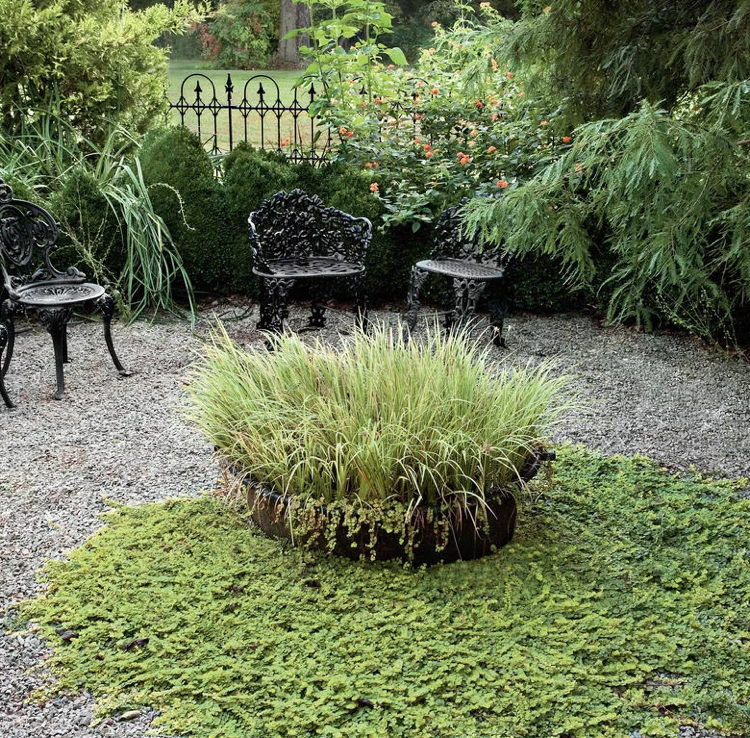 veľké kade okrasných tráv pennywort pennywort štrk