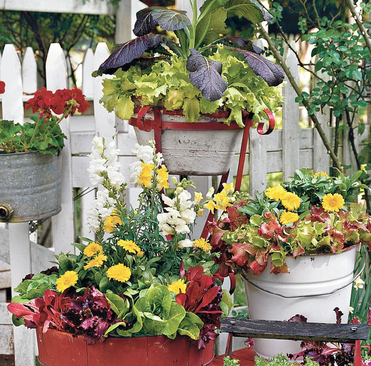 Zeleninové šaláty snapdragons nechtíka zmiešanej kultúry