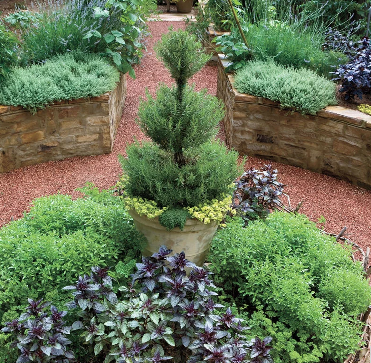 Rastlinné vane rozmarínu, záhradné záhony, bylinky