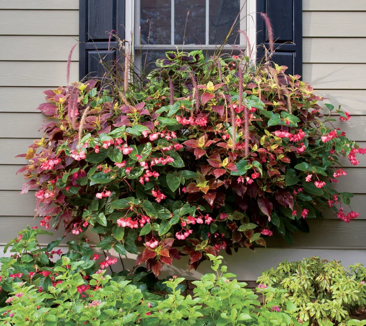 Okno v kvetinovom boxe na opätovnú výsadbu fontány trávovej begónie viacfarebnej žihľavy