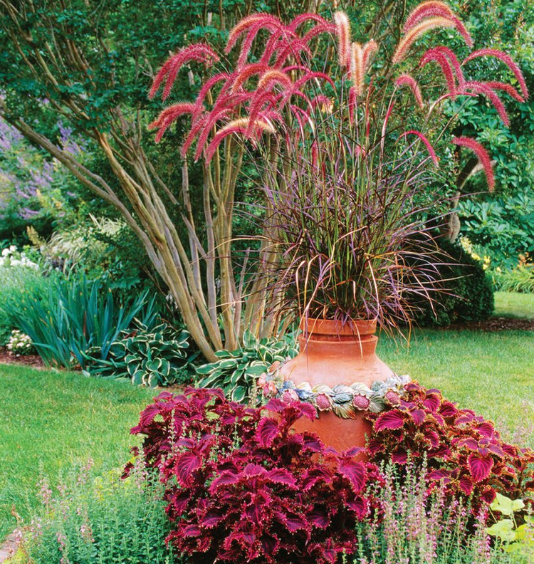 Fontána tráva červená jar jeseň Coleus červená