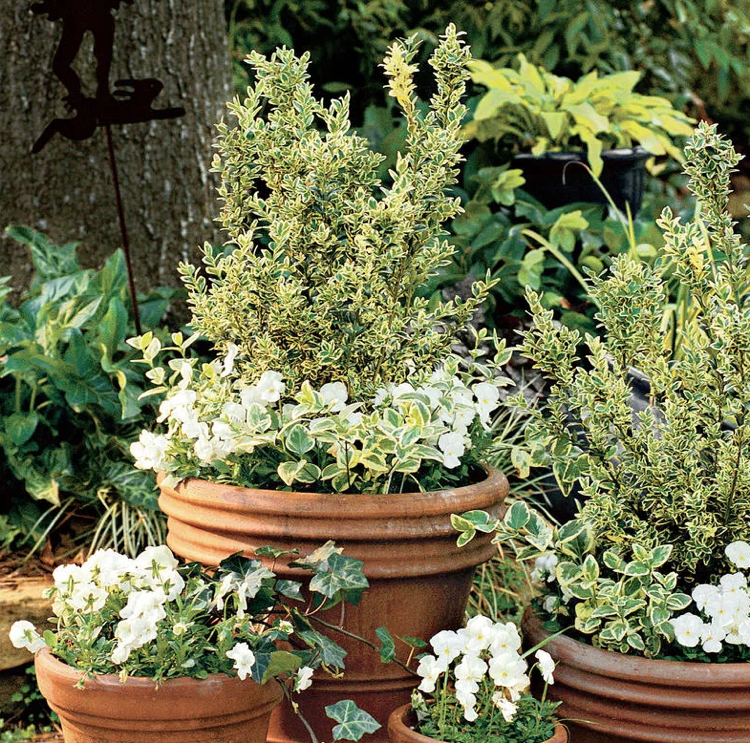 Zimostráz Buxus sempervirens Elegantissima biele žlto -biele rohové fialky