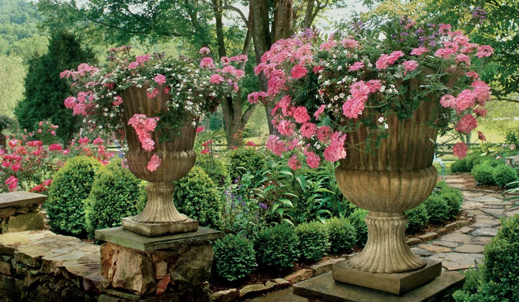 veľký kvetináč kameň v barokovom štýle ružová verbena biele mastné listy Bacopas