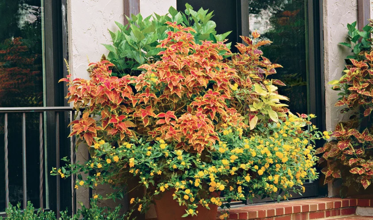 veľké kvetináče letné slnko viacfarebná žihľava zelená ruža