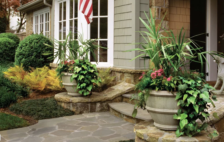 veľké vane vysádzajú nápady alžírskej palmy z brečtanu