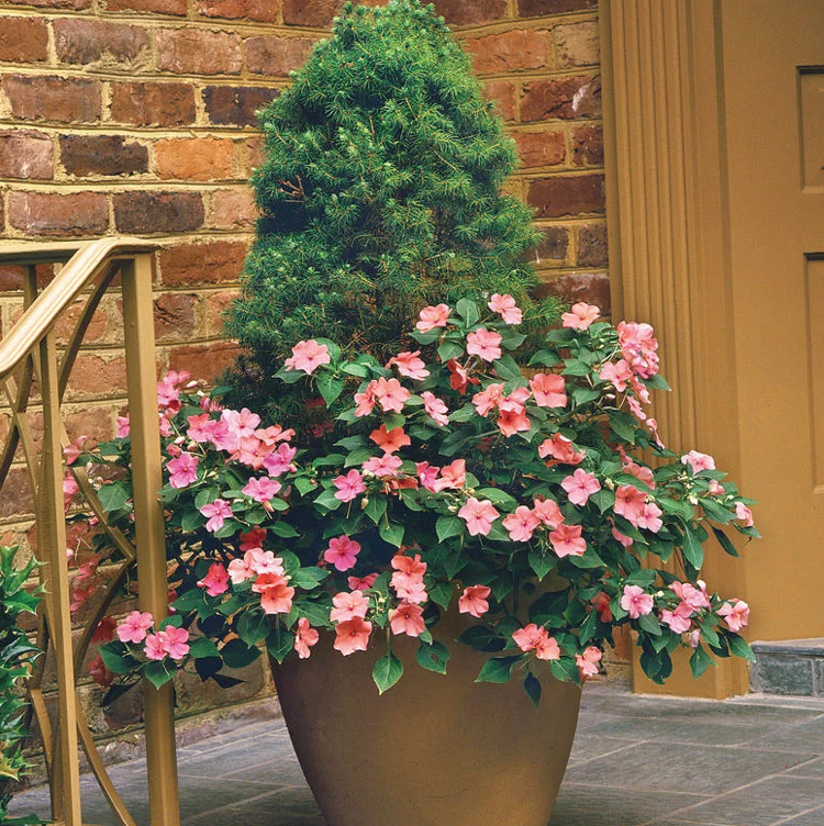 Vedro Pinea glauca Conica Impatiens