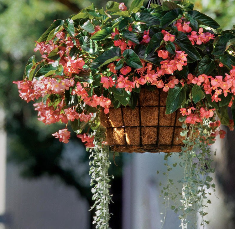 Závesný kôš dračie krídlo begónia strieborný dážď dichondra