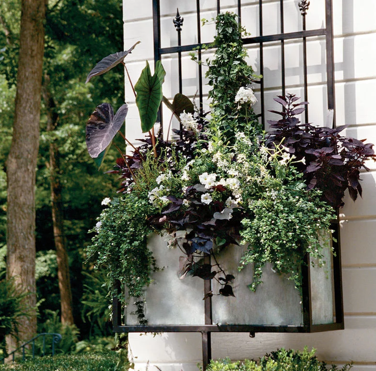 Okenný parapet kvetinový box biele kvety fialové lístie kontrast