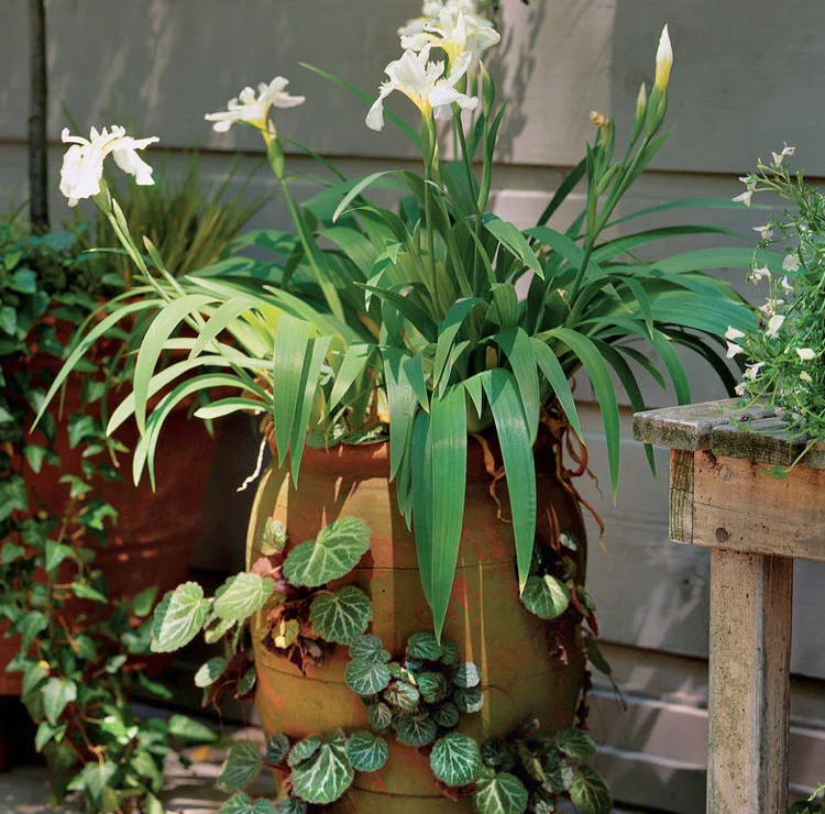 biela fúzatá dúhovka brada dotvarovanie saxifrage tieň