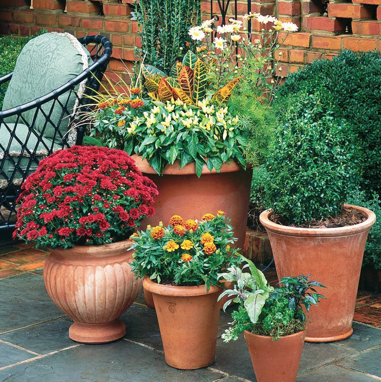 Chryzantémy, nechtíky, sladkosti, tegety a krotóny Jesenné kontajnerové rastliny