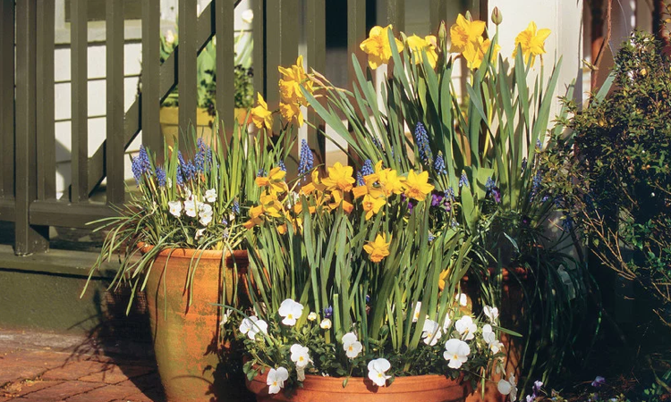 narcisy hroznové hyacinty jarná biela maceška