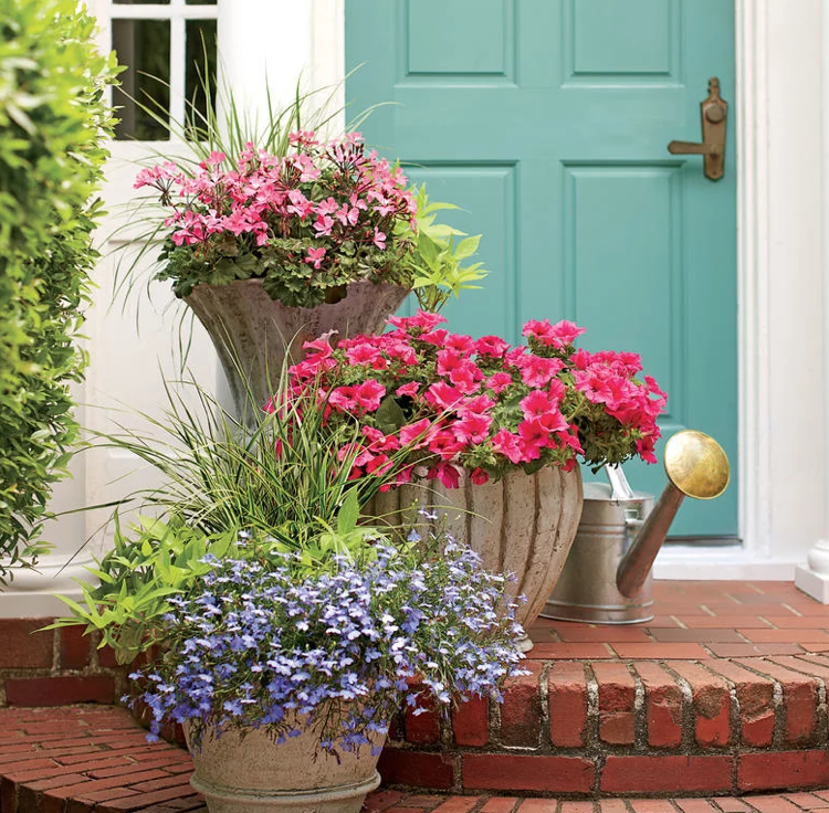 Výsadba muškátov letných vaníc petúnie lobelie