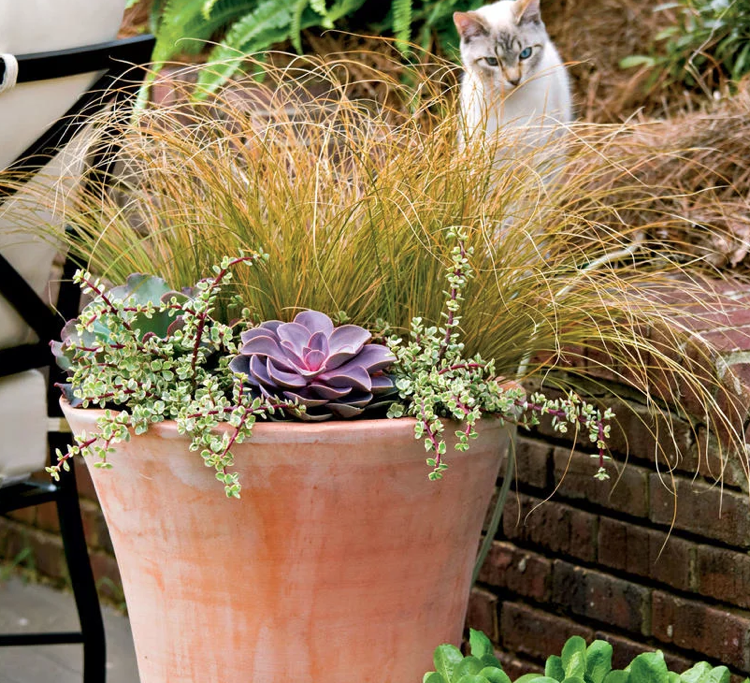 Okrasná trávová ostrica Carex comans 'Amazon Mist' Sedum Echeveria