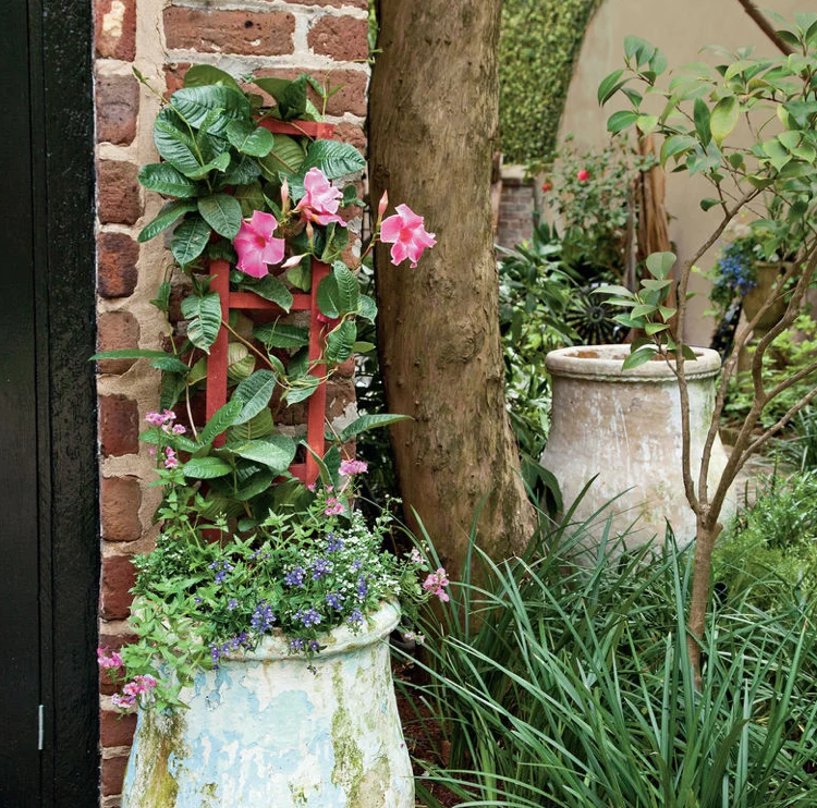 Popínavá rastlina Dipladenia Mandevilla letné slnečné miesto