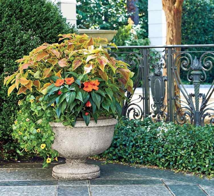 Kvetinové vane neskoré leto Tvrdo pracujúca viacfarebná žihľava Lieschen Impatiens