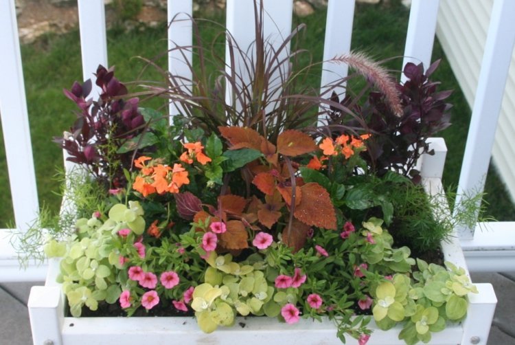 Letná žiarovka-čistič-trávy-helichrysum-calibrachoa-crossanda-alternanthera-špargľová papraď