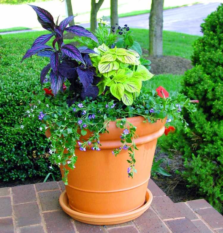 veľkokvetá výsadba žihľavovej medzery