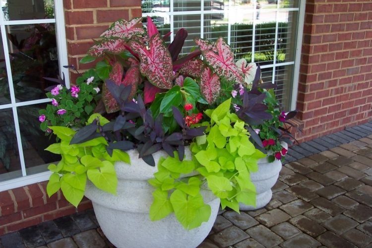 veľké-výsadbové-kvetináče-výsadba-kaládie-sladké-zemiakové-vinič