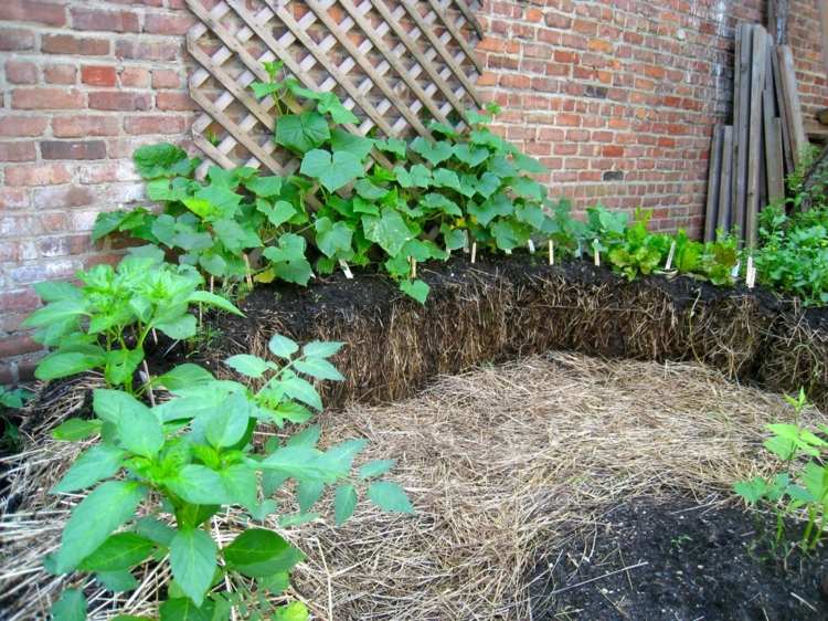 Záhradnícke-balíky slamy-drevo-mreža-stena-okrúhly-lezenie rastlín