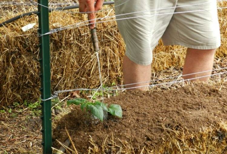 Záhradníctvo-slama-balíky-sadenice-semená-výsadba-jednoduché-začiatočníčky