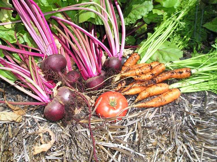 Záhradníctvo-slama-balík-zelenina-paradajka-cvikla-repa-mrkva