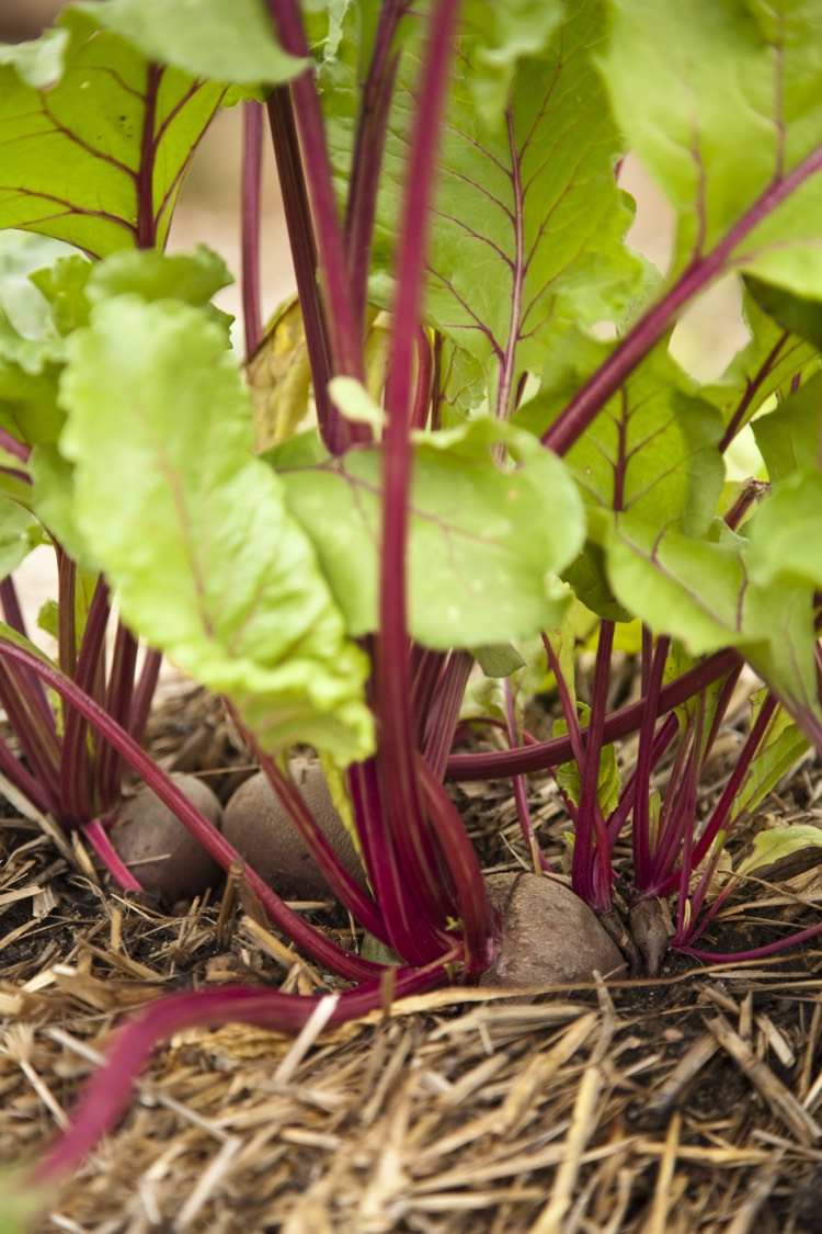 záhradnícke-balíky slamy-repa-repa-zber