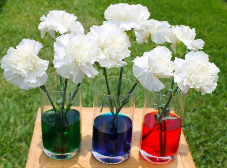 záhradníctvo s deťmi experimenty s výsadbou vodnej dopravy