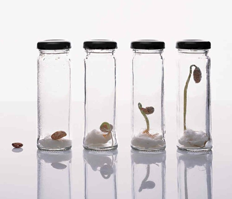 Deti Gerternu preferujú experiment s fazuľou