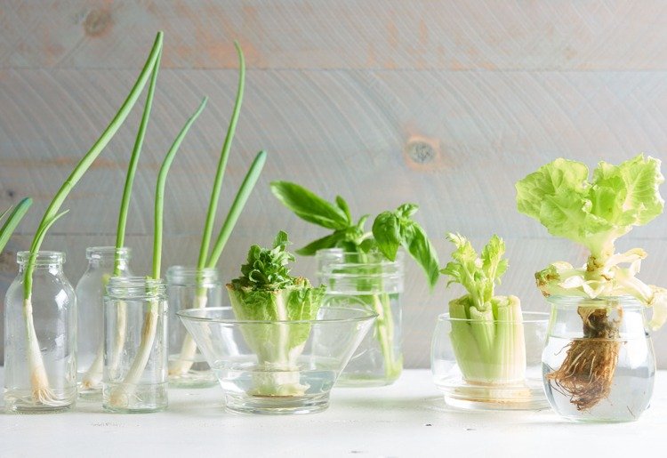 záhradnícke deti doma experiment