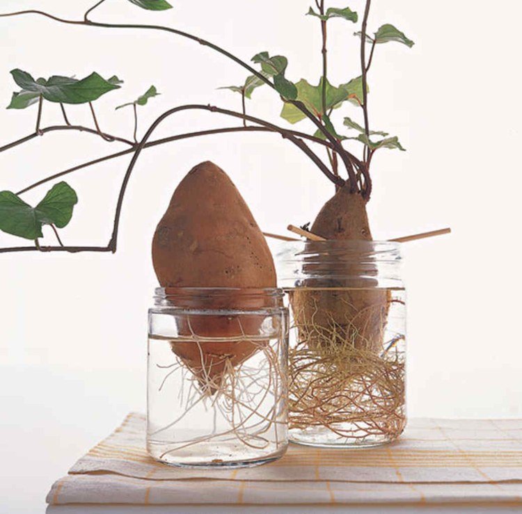 záhradnícke deti pri pokusoch so zemiakmi