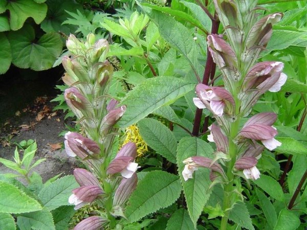 Rastlinné trvalky záhradné druhy -Acanthus hungaricus Akanthus