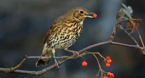 Tipy na bobule pre záhradný dizajn