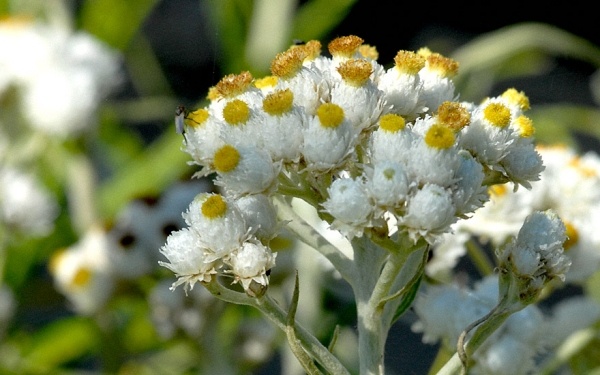 Vytvorenie kamennej záhrady Plant-Silberimmortelle