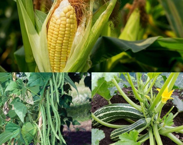 Cuketa a kukurica a struky v zmiešanej kultúre v zeleninovej náplasti