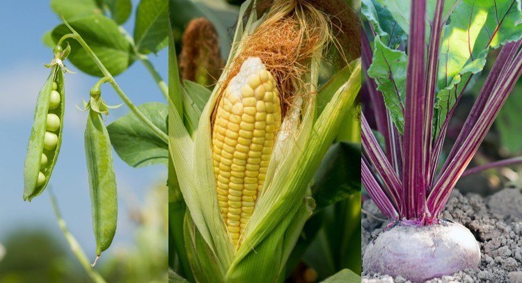 ktoré rastliny sú dobrými susedmi pre cukety