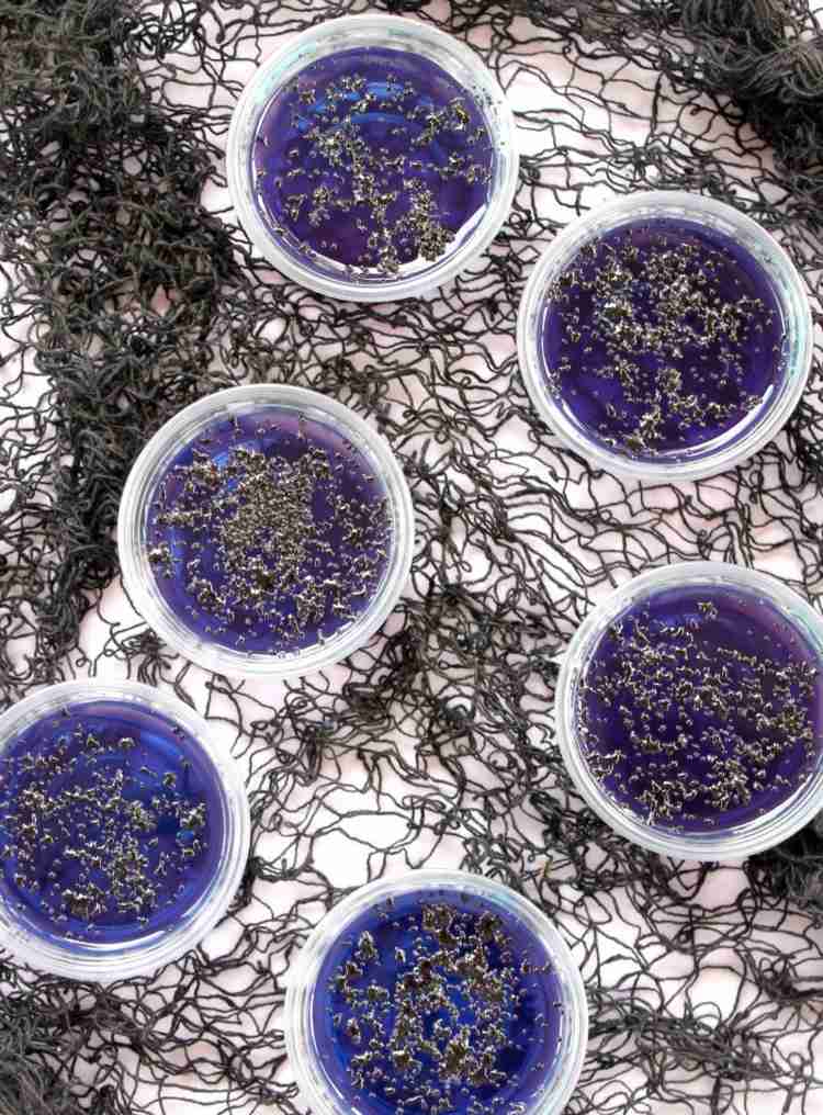 black-magic-pudding-shot-blue