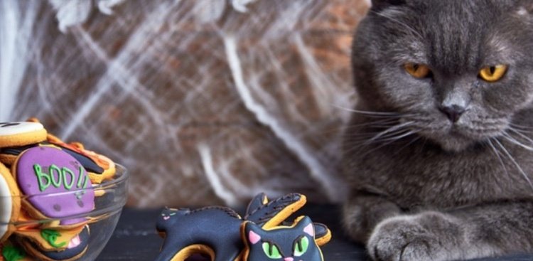 Zdobenie halloweenskych sušienok - zábava pre celú rodinu