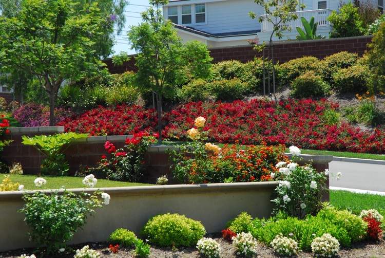 svahovité výsadby-ruže-červeno-kvitnúce-pôdopokryvné odrody