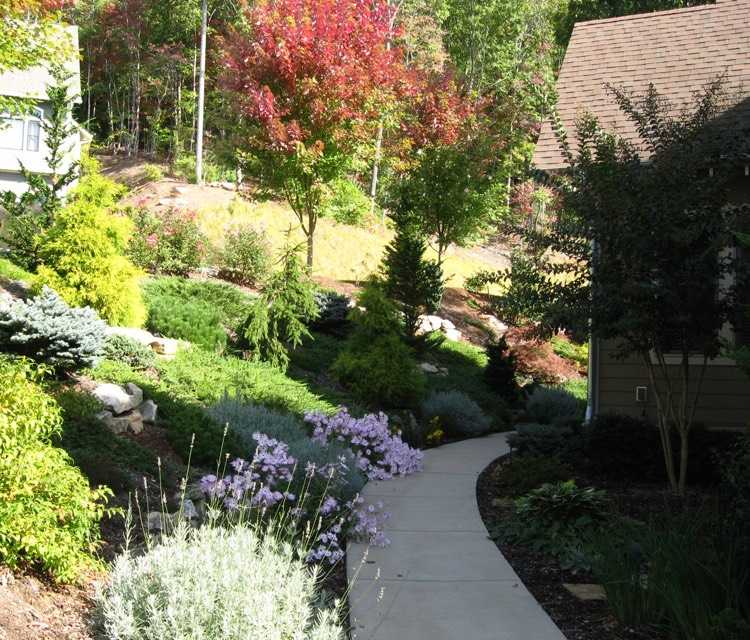 výsadba stromov do svahu-zemný kryt-levanduľa-plazivá-borievka