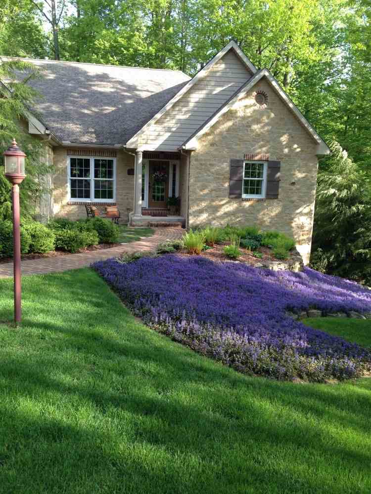 výsadba svahu pôdny kryt-kvitnúca-ajuga-predzáhradka