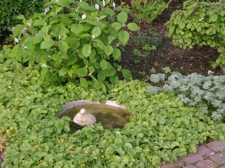 svahovitá výsadba-kvitnúca-Waldsteinia-ternata-slnečná