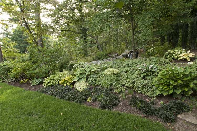 svah-výsadba-tieň-zemný kryt-funkia-japonsko-horská tráva