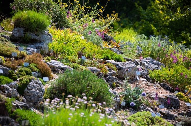 Dizajn svahu s kamienkami a rastlinami milujúcimi slnko