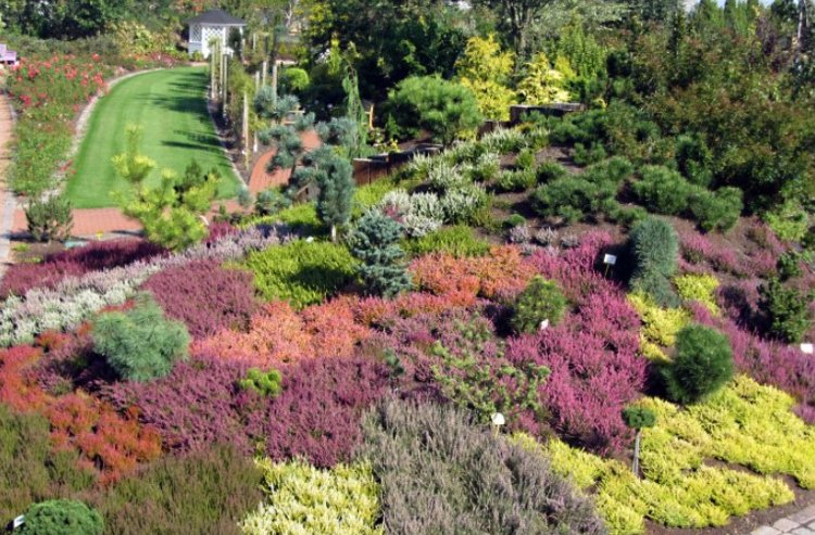 Vresovisko vo svahu s ihličnatými stromami