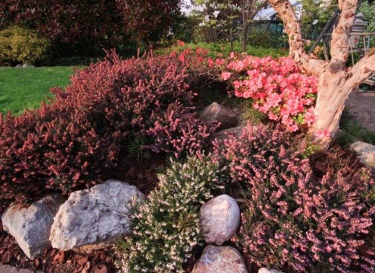 Skombinujte vresovú záhradu s kameňmi a rododendronmi