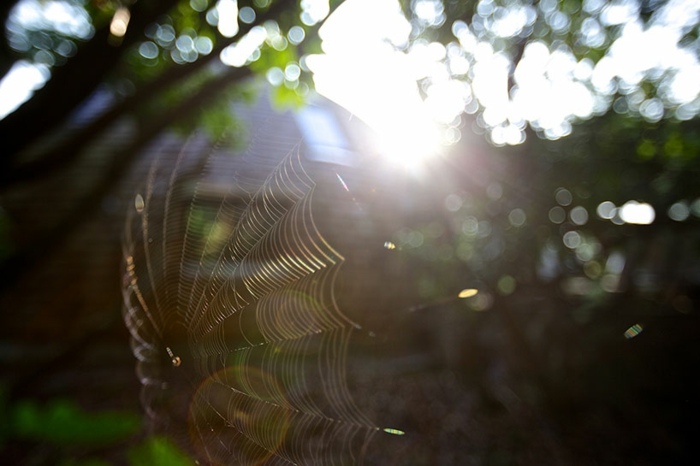 dom obytná štruktúra architektúra pavučina záhradný tvar klenby