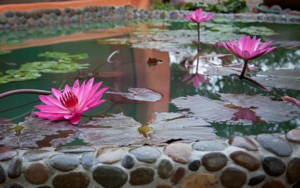 vybudovať kvetinový rybník vodná záhrada svieža vôňa