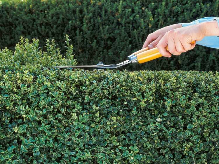 Živý plot v záhrade strihne-tipy na starostlivosť o tvar